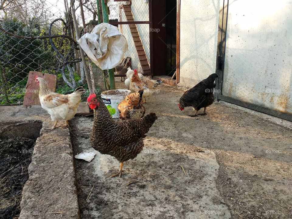 Chickens peck wheat grains, village life, Ukraine