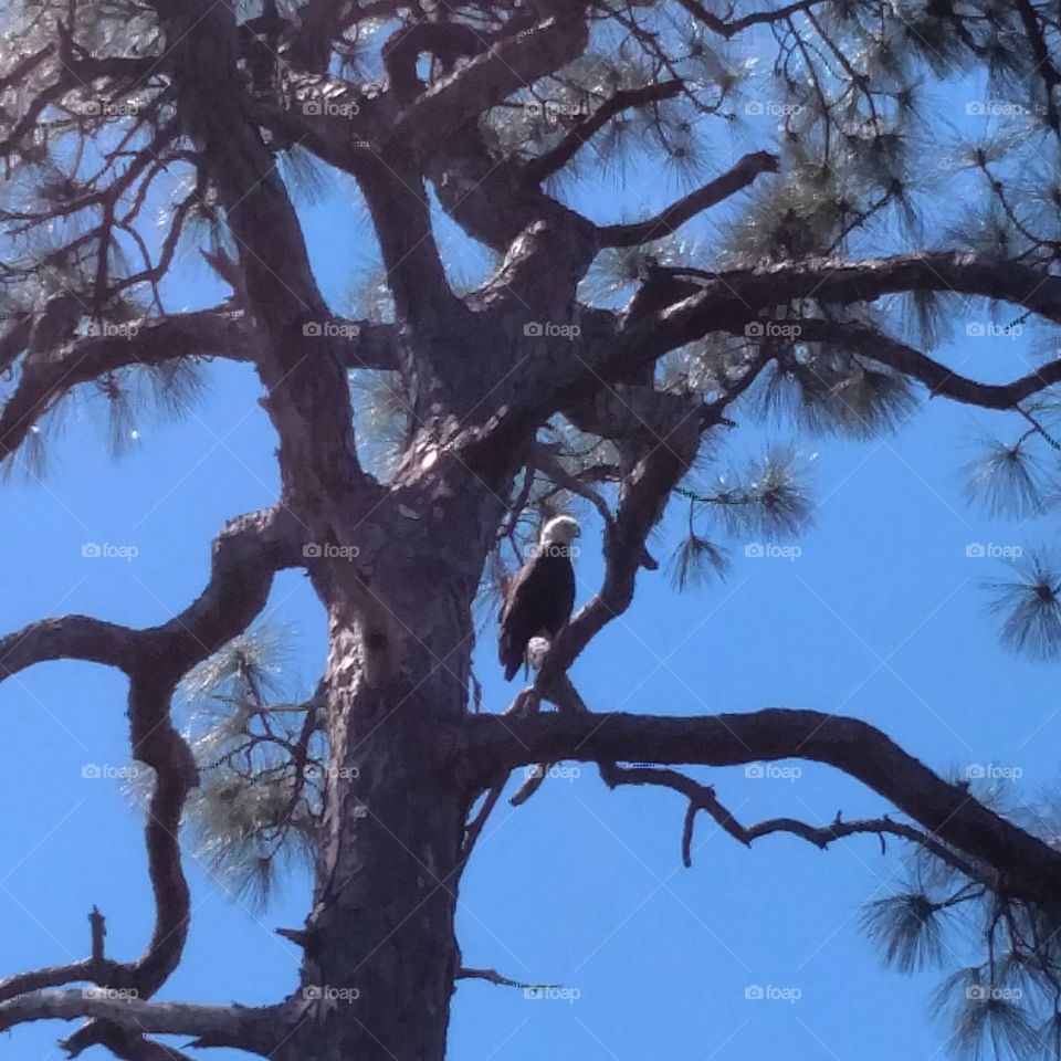 bald eagle in pine tree