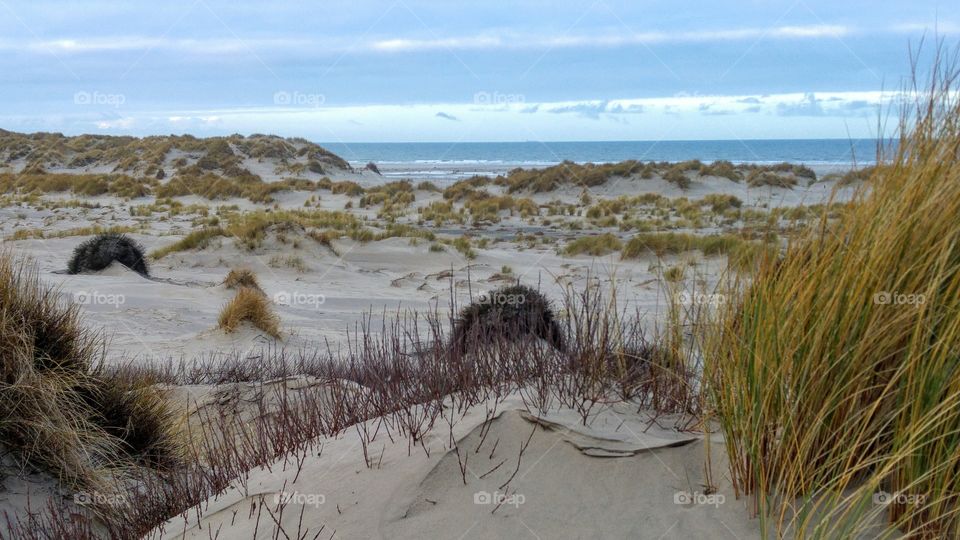 North sea beach dunes near by the sea