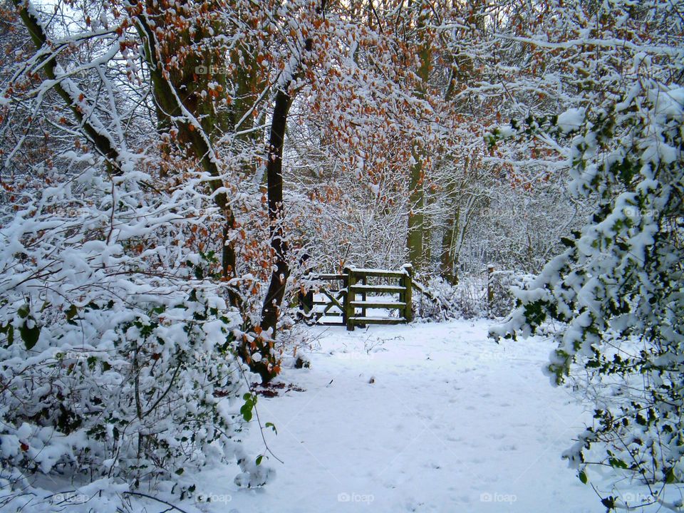 Frosty, snow, nature, scene, frost, cold