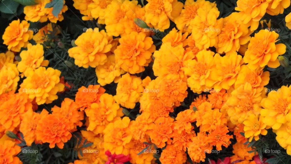 Yellow marigolds 