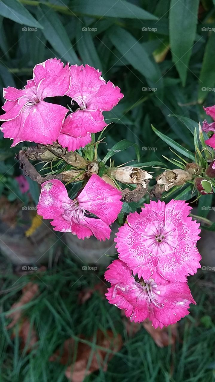 Pink wild plant