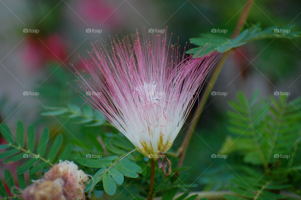 florida flower greenery by cwassi