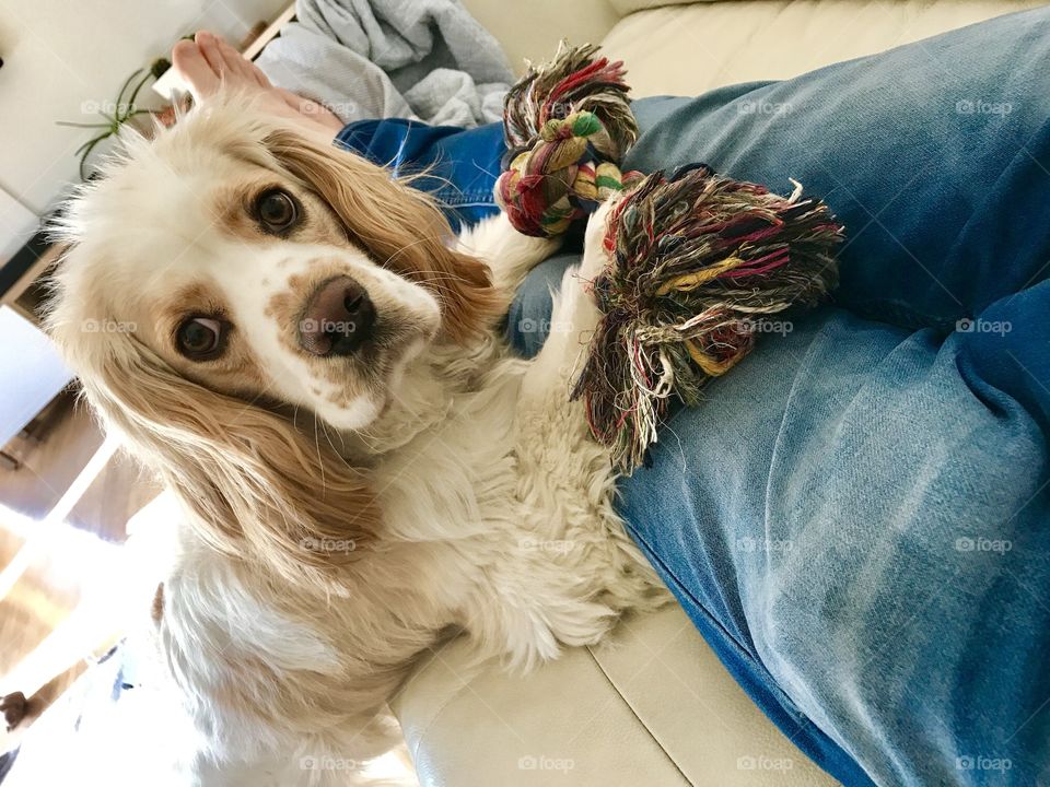 Dog Playing with rope...