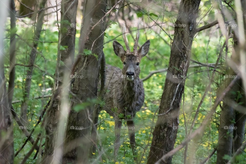 Meeting a deer in the forest behind the trees on close distance is a magical moment, wildlife 