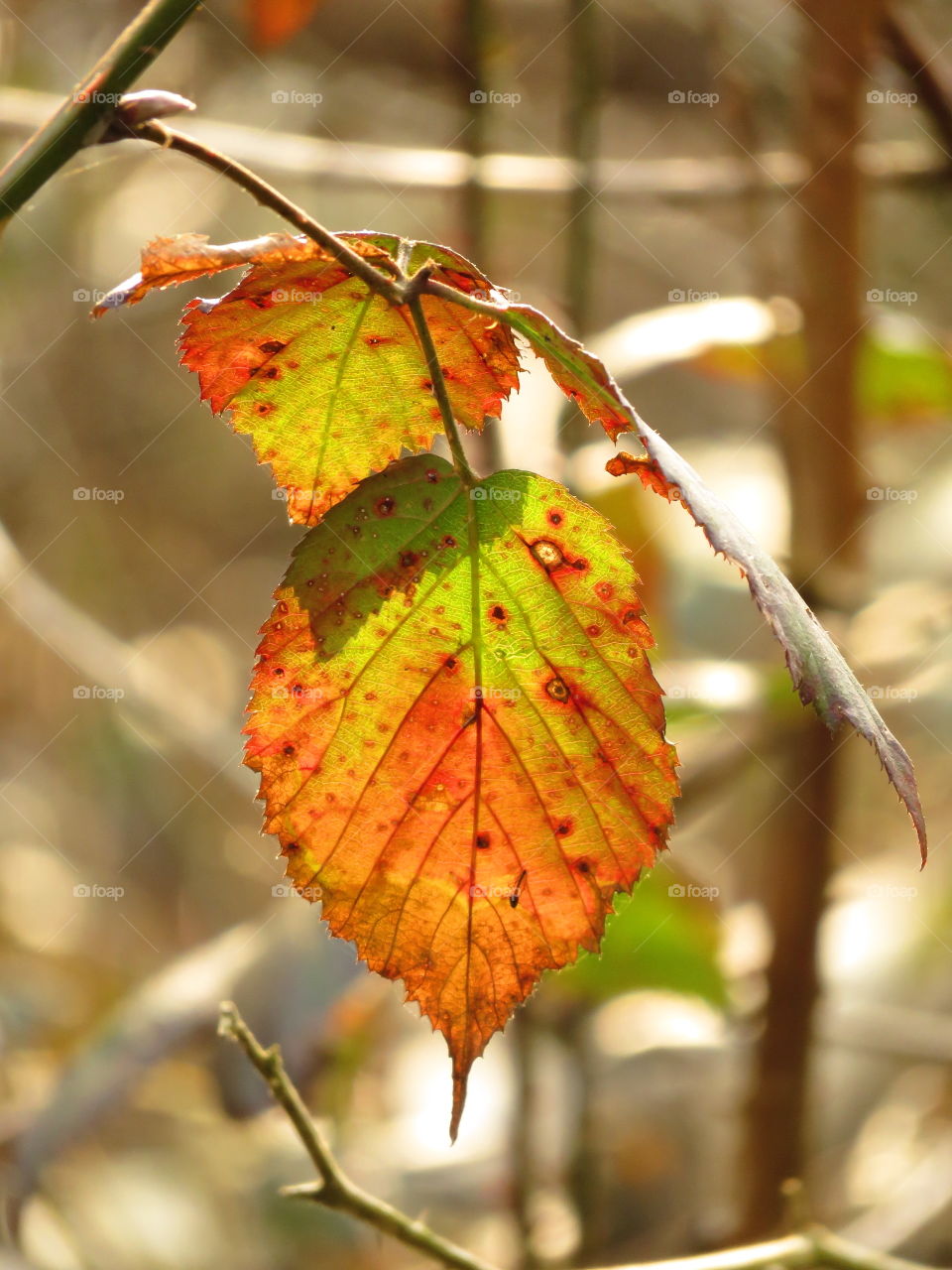 Extreme close-up of dry leaves