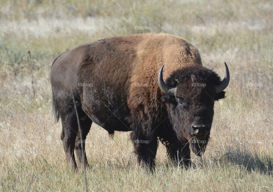 Standing buffalo 
