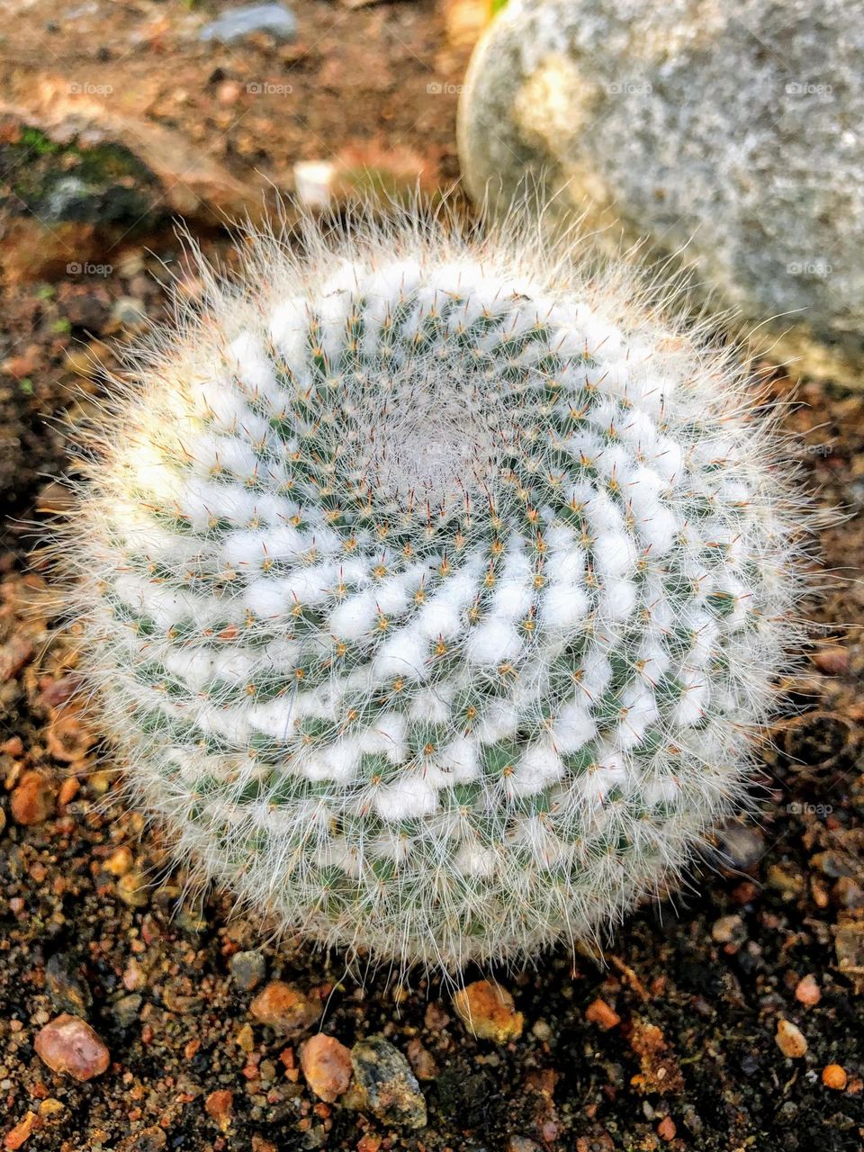 Close up of funny fluffy cactus with white down and many sharp thorns