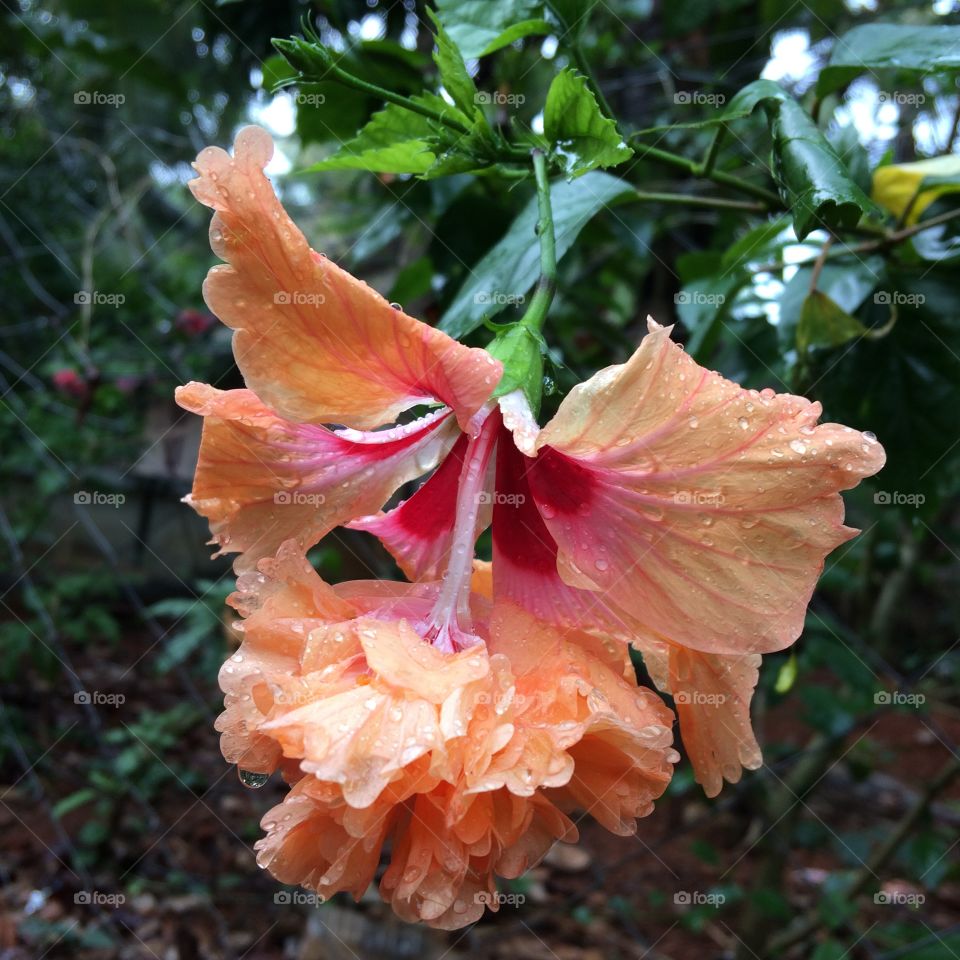 Rain drops on Hibiscus