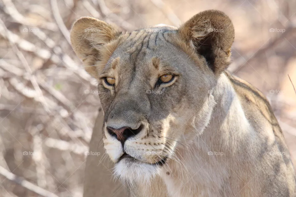 lion
