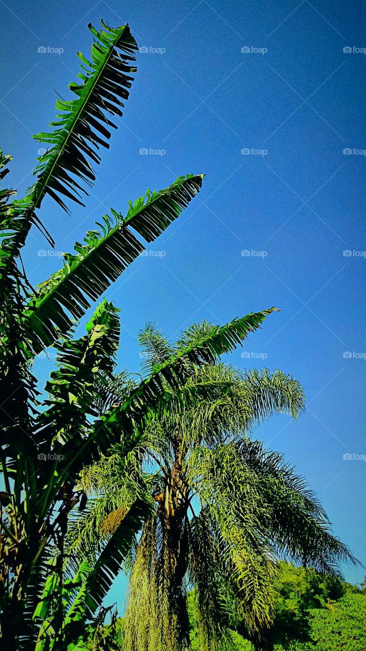 Lántiān, shùmù, zhíwù, zìrán shì měilì de, měi yīgè fēngjǐng dōu shì mírén de.