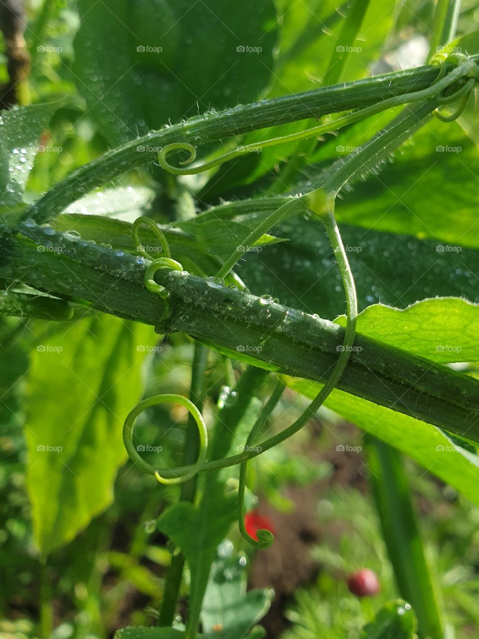 Dew in my green garden.