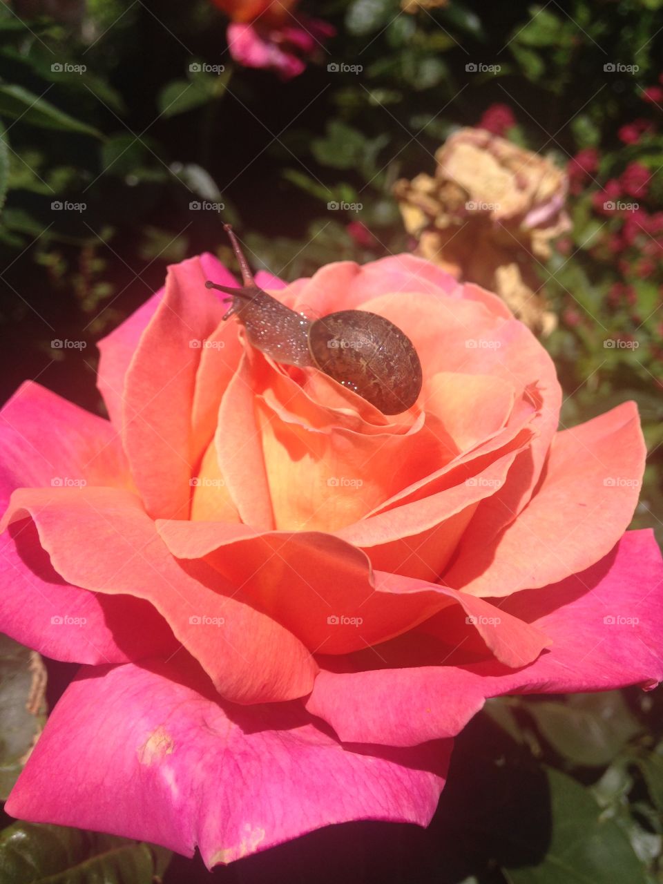 Snail on rose 