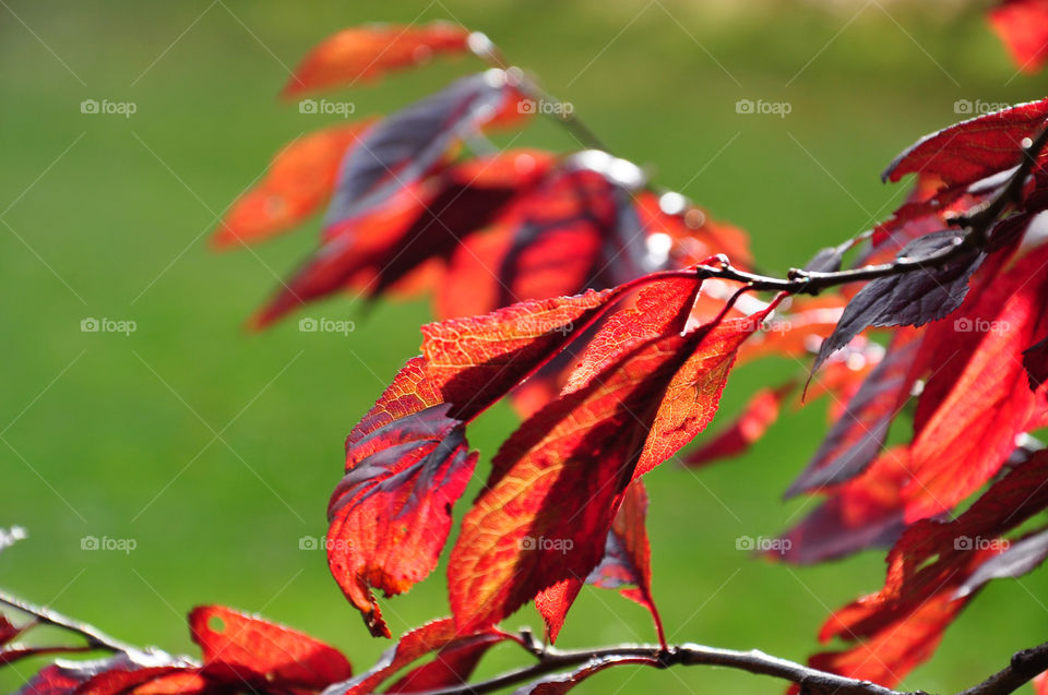 Red leaves in autumn