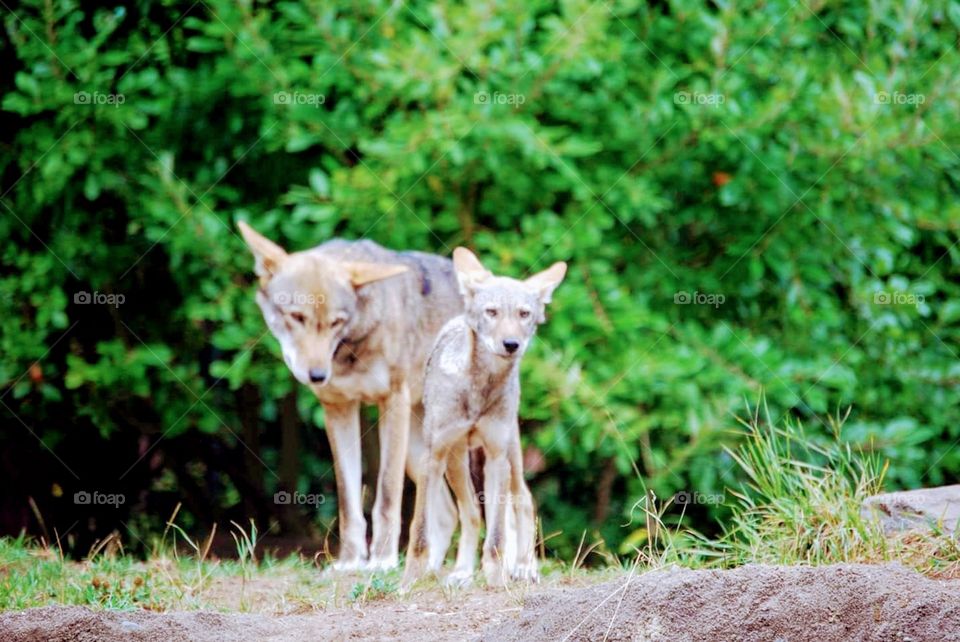 8 month old Ref Wolf pup and parent.