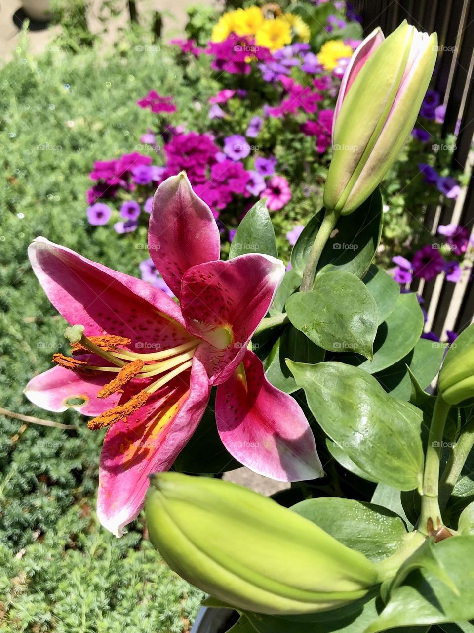 Pretty pink purple summer flowers showy lily petunias calibrachoa green leaves foliage flower blooming petals stamen bud blossom backyard gardening neighborhood landscaping container patio plants