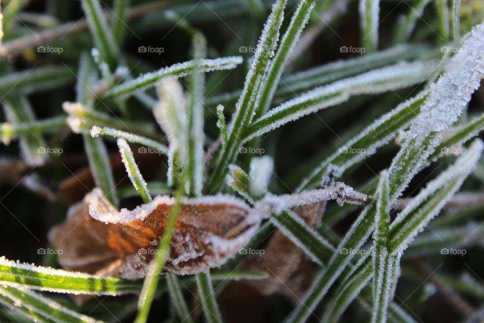 Frosty Grass
