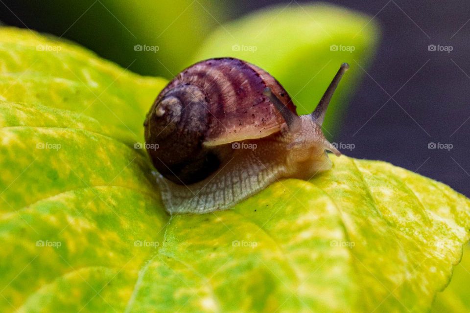 Snail at the rain