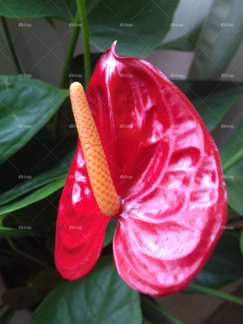 ANTHURIUM FLOWER