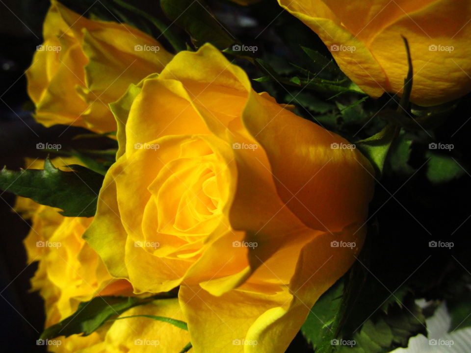 Yellow Roses