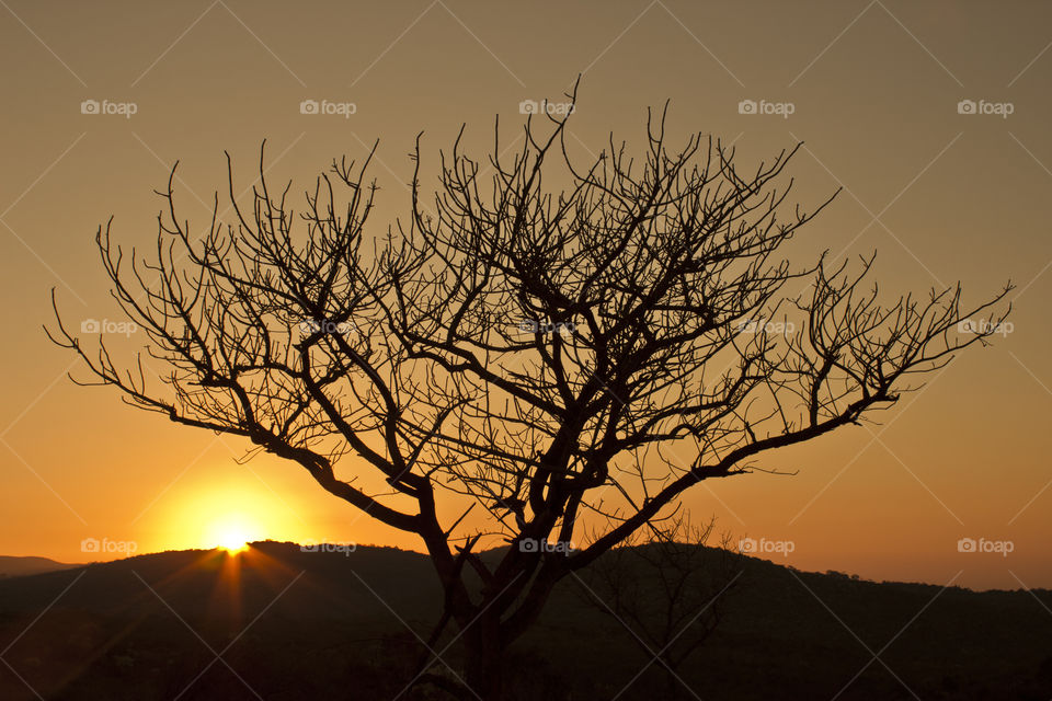 Sun set behind a tree giving it a nice golden color behind the dark tree