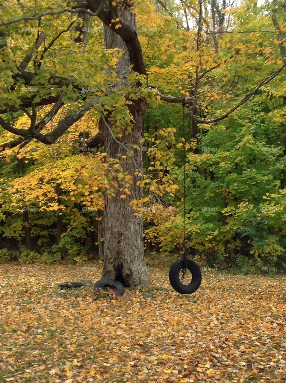 Fall tire swing 