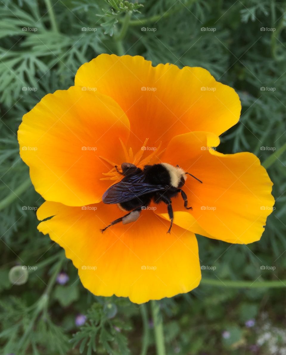 Bee on poppy flower