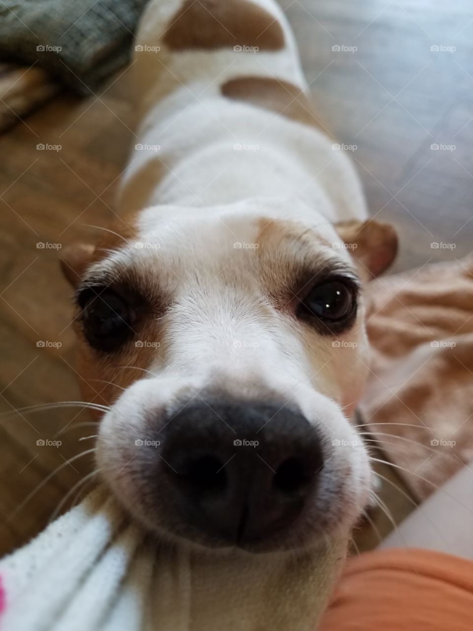 can't have my sock, mom!