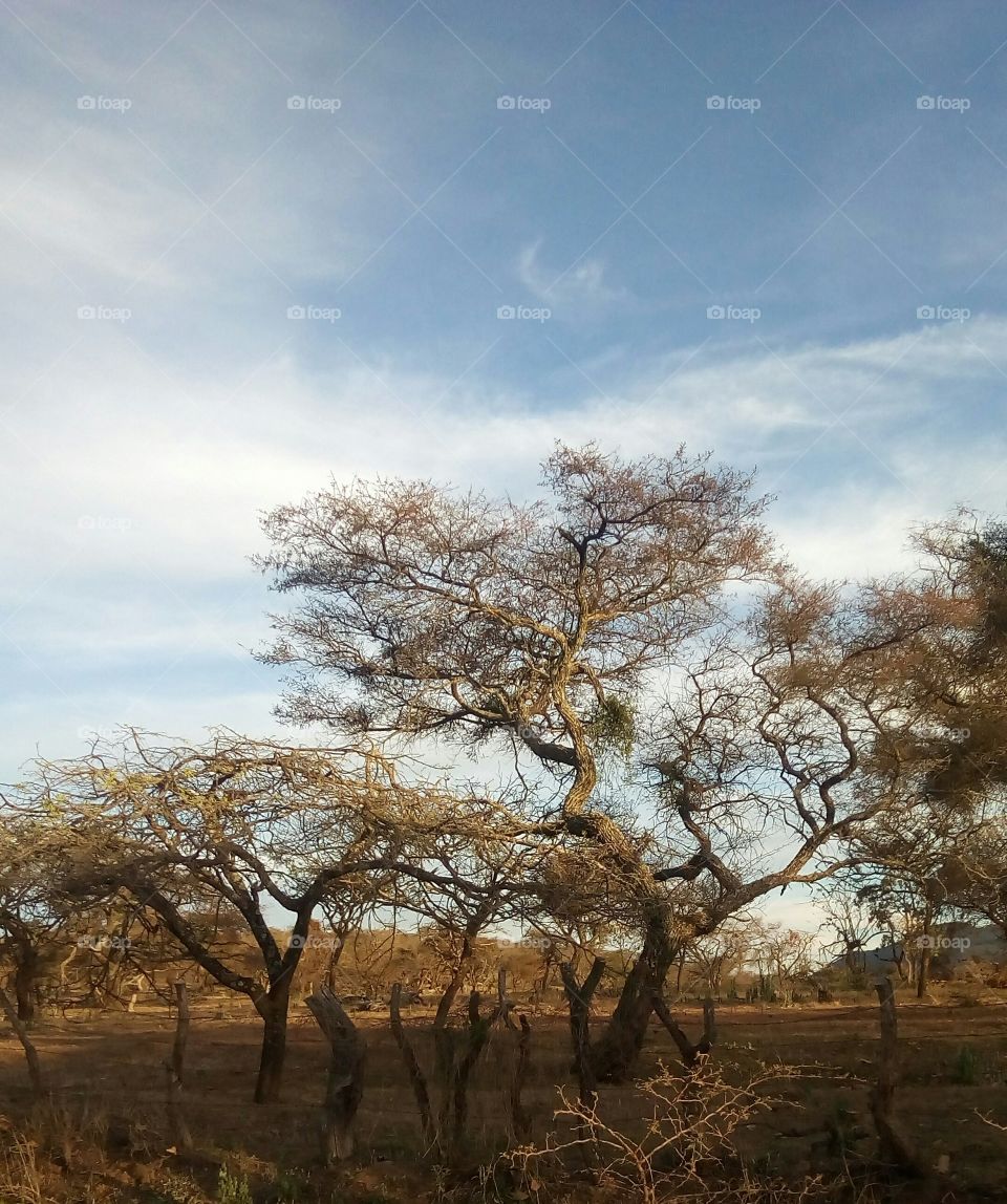 Árbol