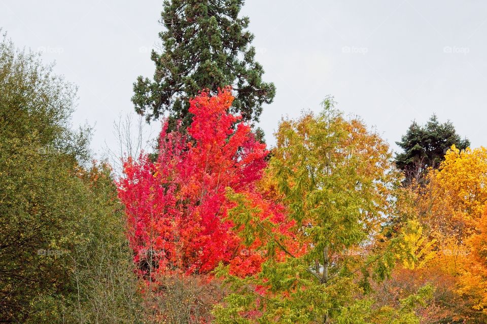 autumn tree in the park
