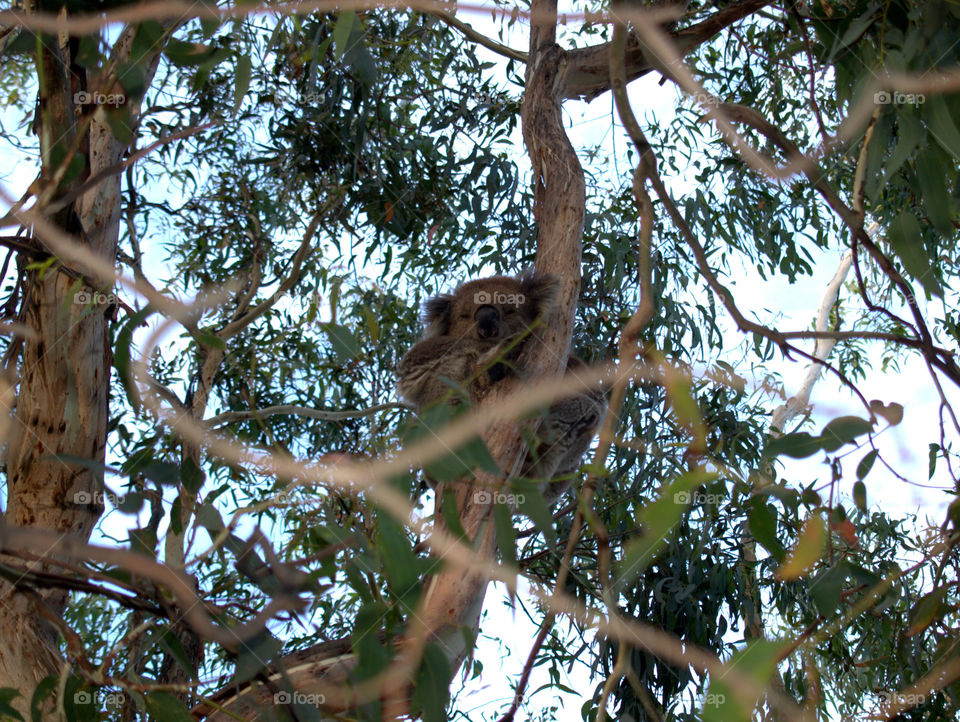 koala bear in his natural habitat sitting on a tree