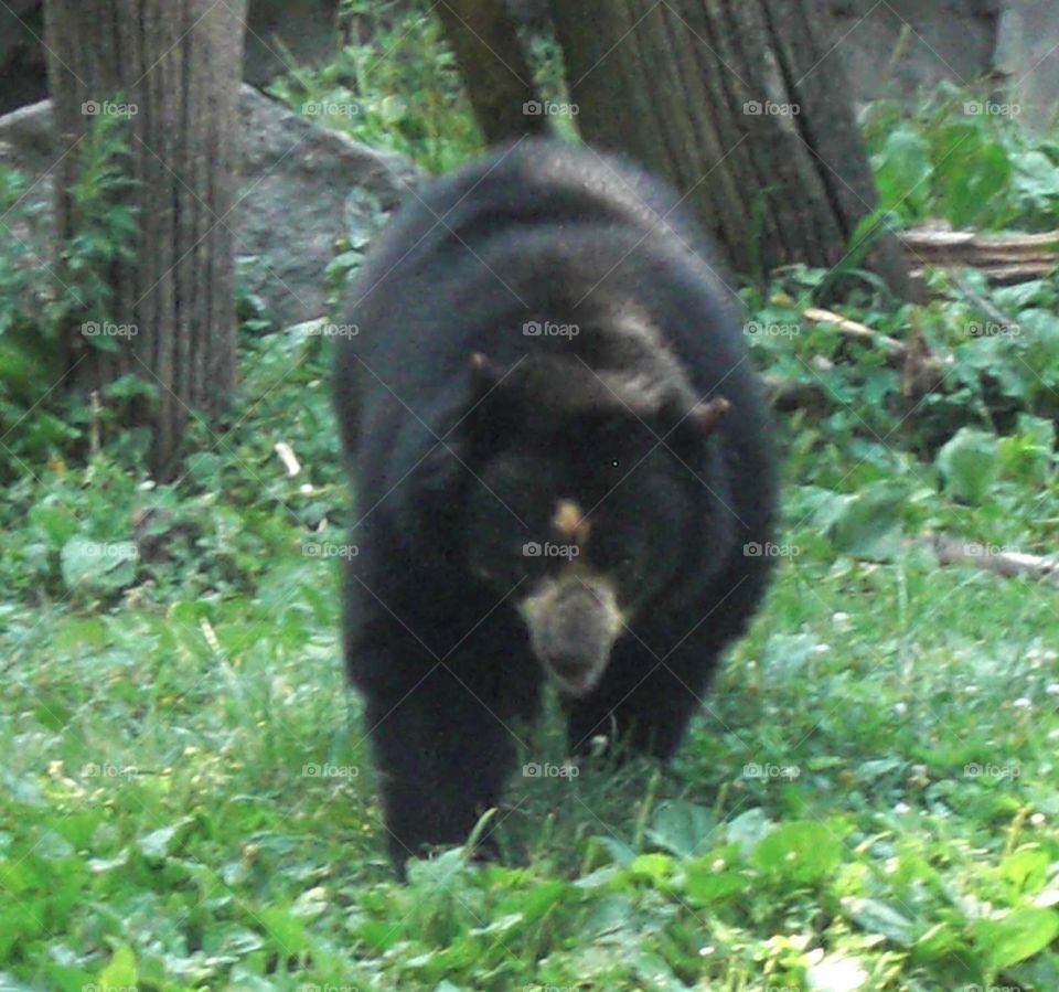 Bear running after you