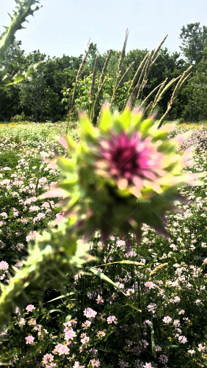 Nature. Wildflowers