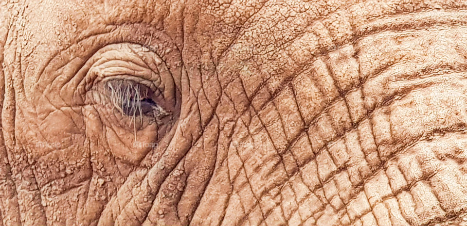 Close-up of an elephant's eye taken on safari in KwaZulu-Natal, South Africa