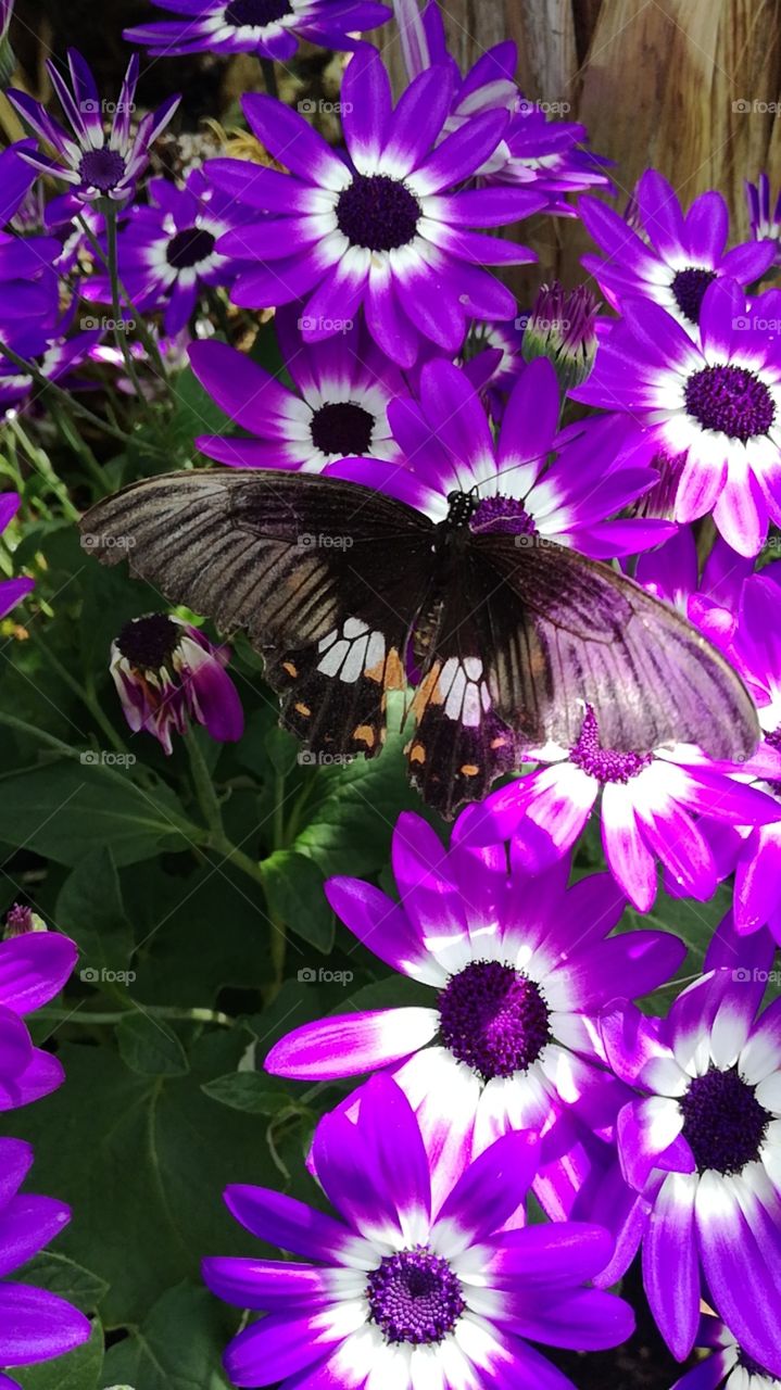 black butterfly purple flowers