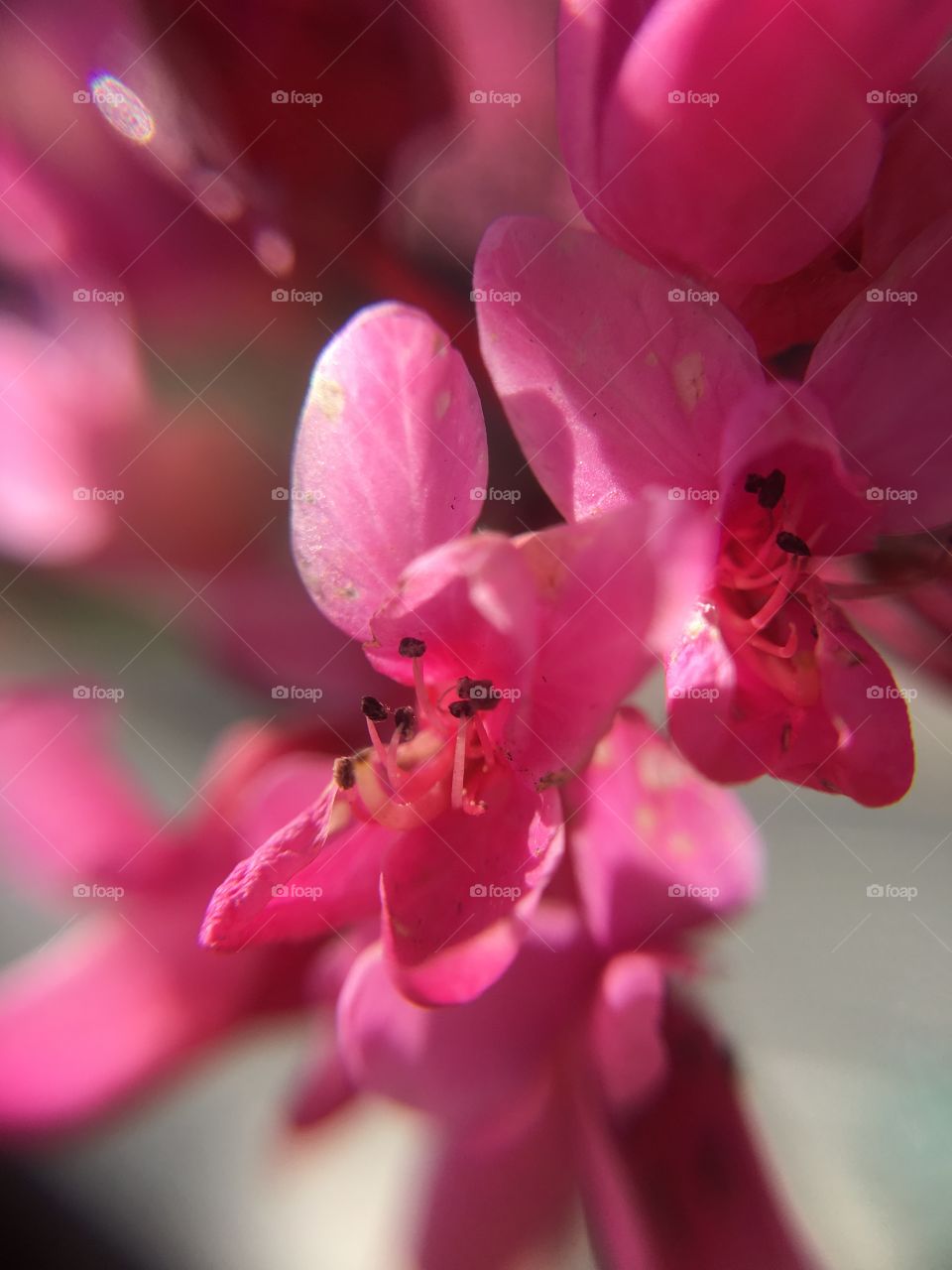 Pink Redbud in Connecticut