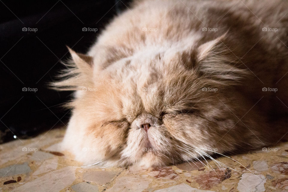persian cat sleeping cute