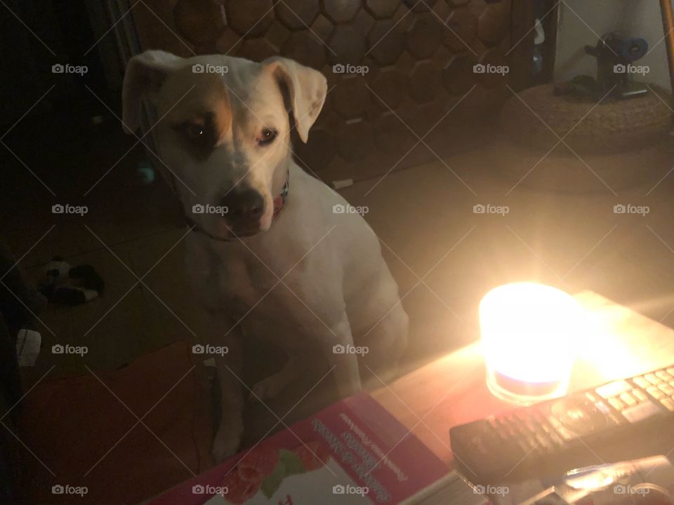 Dog with candle light 