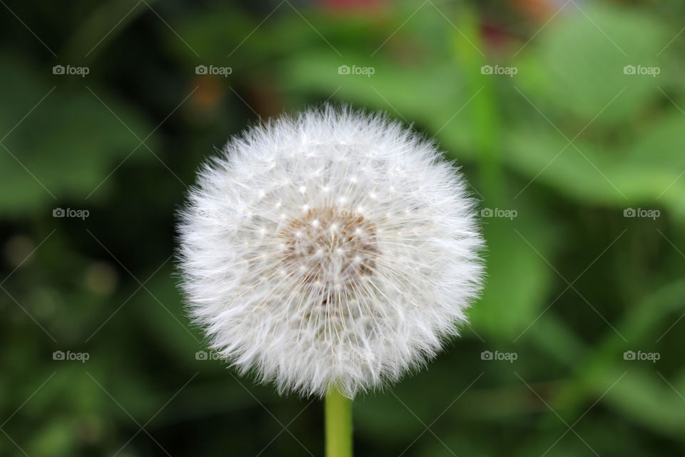 Dandelion, flower, vegetation, plants, meadow, meadow, village, sun, summer, heat, nature, landscape, still life, yellow, white, beautiful, furry,