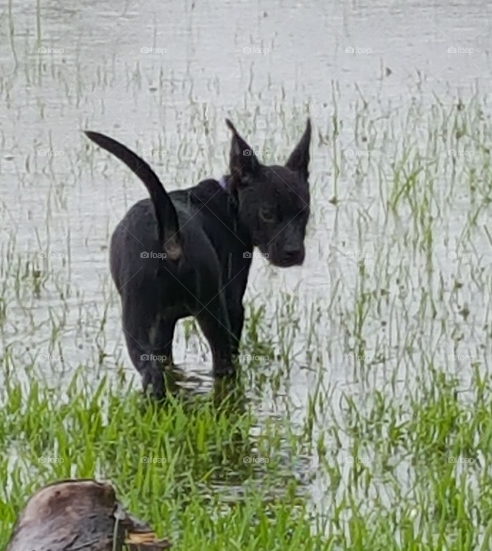 pup in a puddle