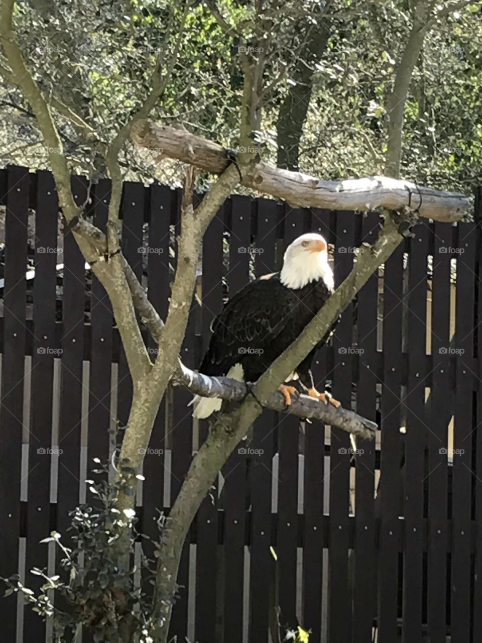 Pima the bald eagle