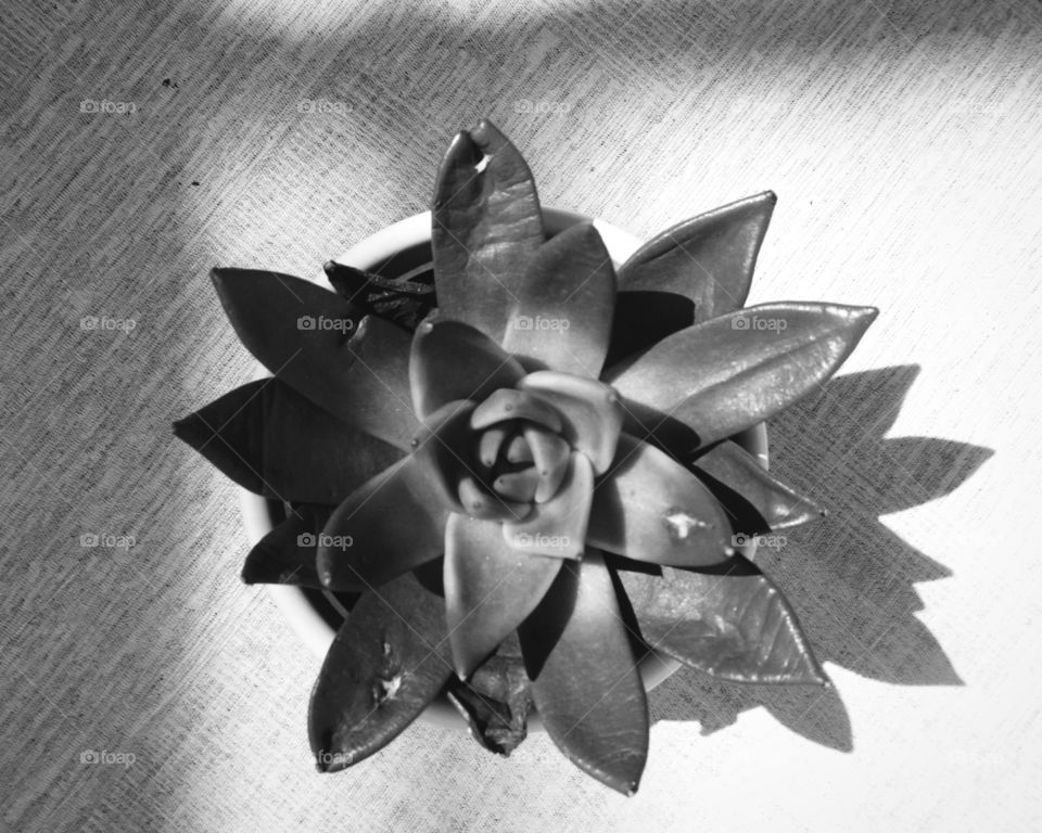 Potted Plant in black and  - Black and white is my true