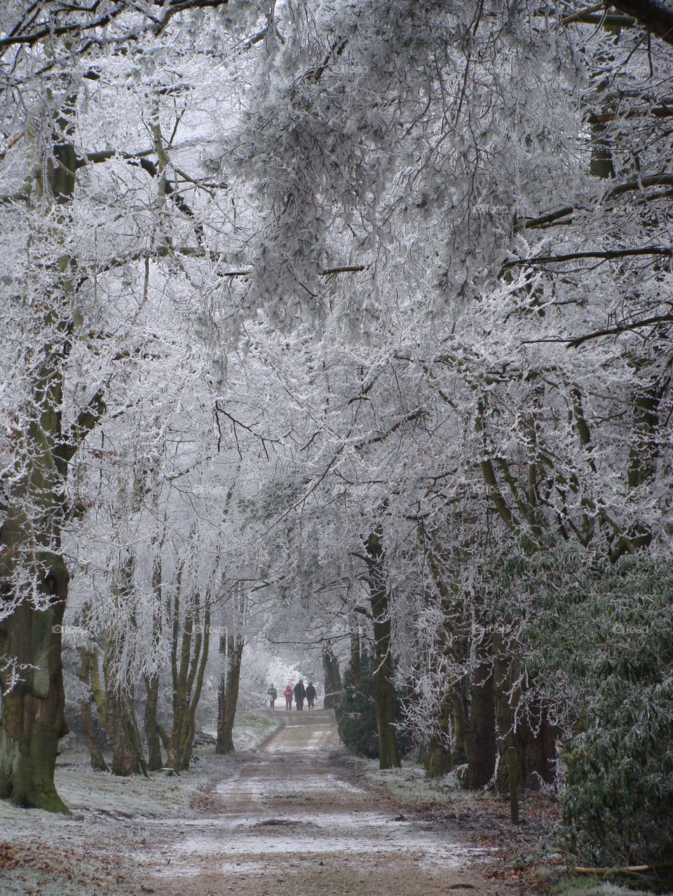 derby england snow winter trees by emmam