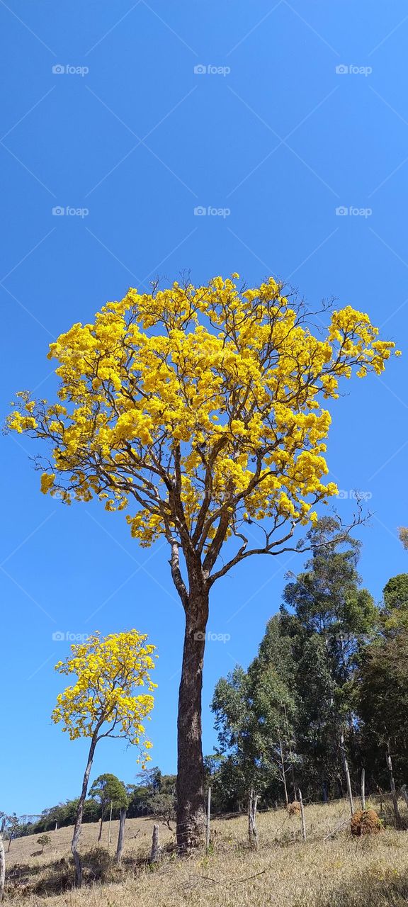 ipê amarelo