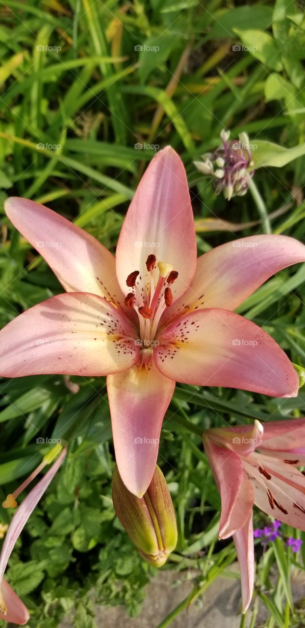 Beautiful Asiatic Lily
