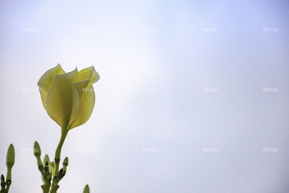 Yellow flowers or Plumeria obtusa in garden and sky.