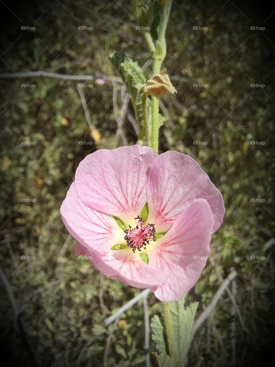 Malva subovata