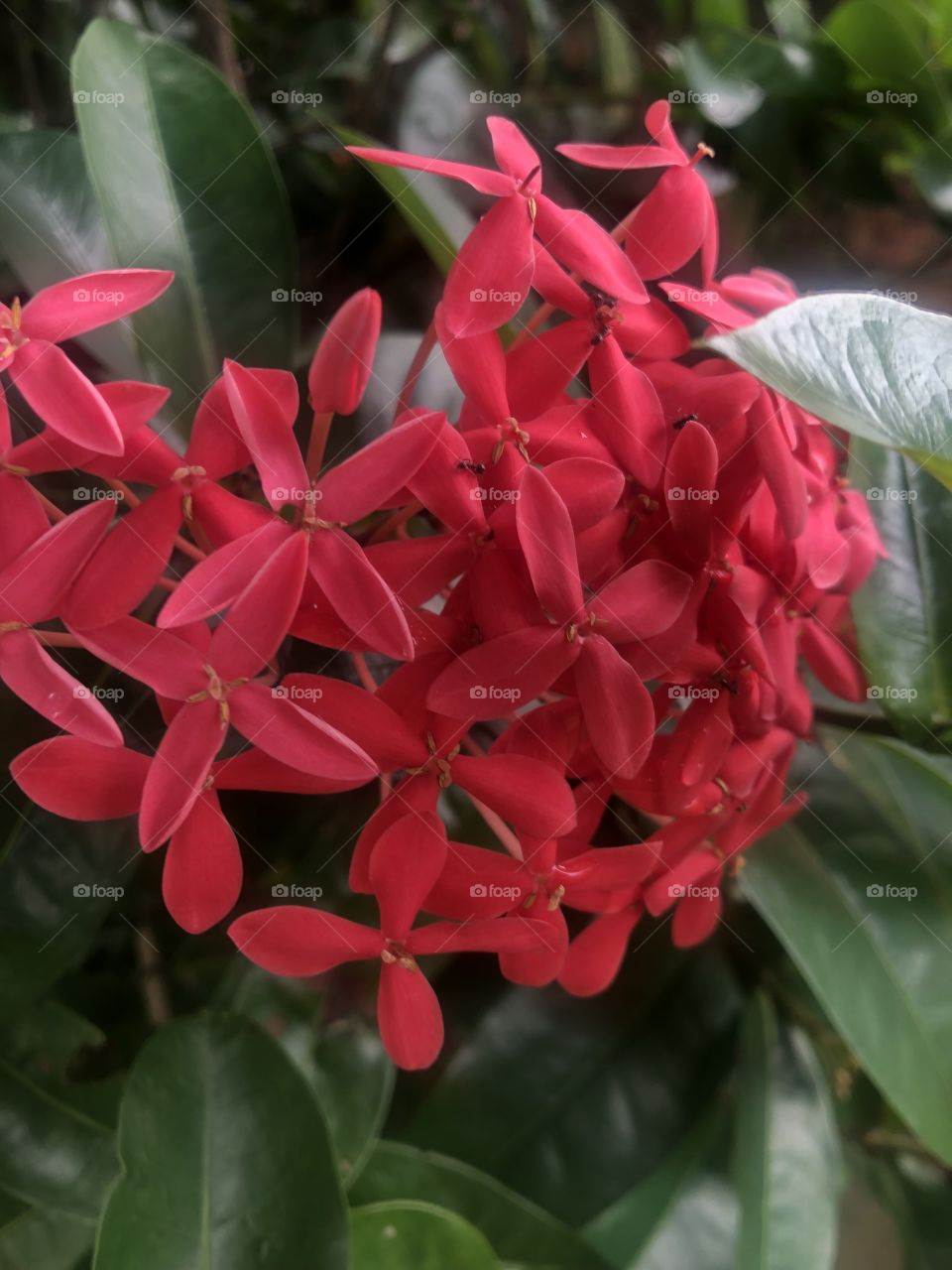 Ixora