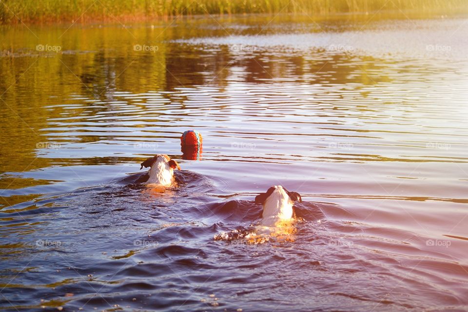 Dogs swimming. Two dogs want the same toy