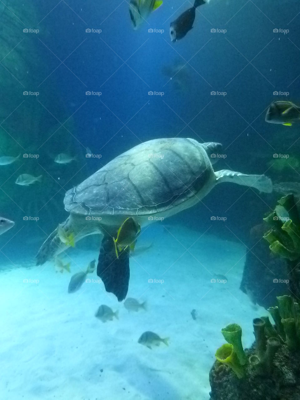 sea turtle